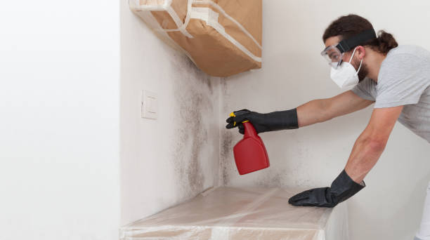 Professional Basement Mold Removal technician working in Odessa, TX