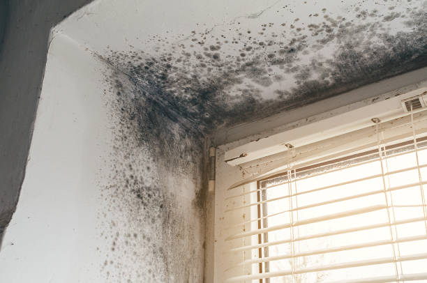 Affordable Basement Mold Removal solutions in Odessa, TX