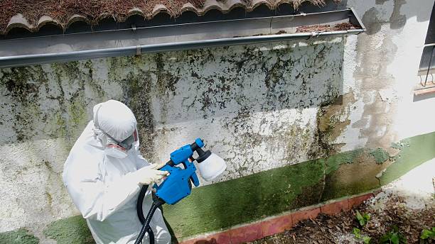 Top rated local Basement Mold Removal specialists in Odessa, TX
